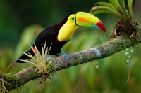 Tukan kratkozoby - Ramphastos sulfuratus - Keel-billed Toucan o4969